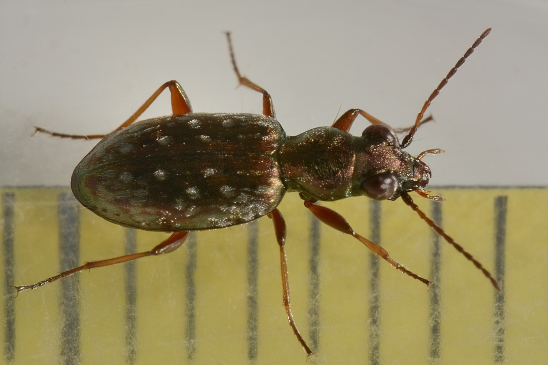 Carabidae: Asaphidion pallipes? S.